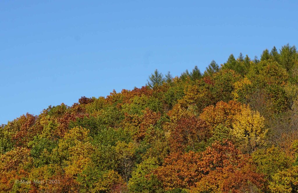 Obernautalsperre Oktober 2021