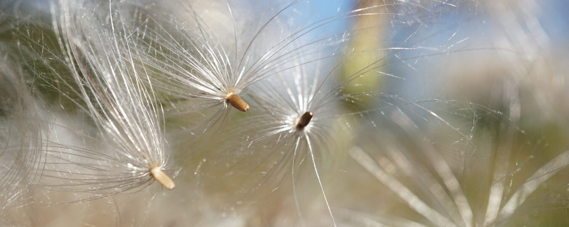 Sich lösende Schirmchen-Samen