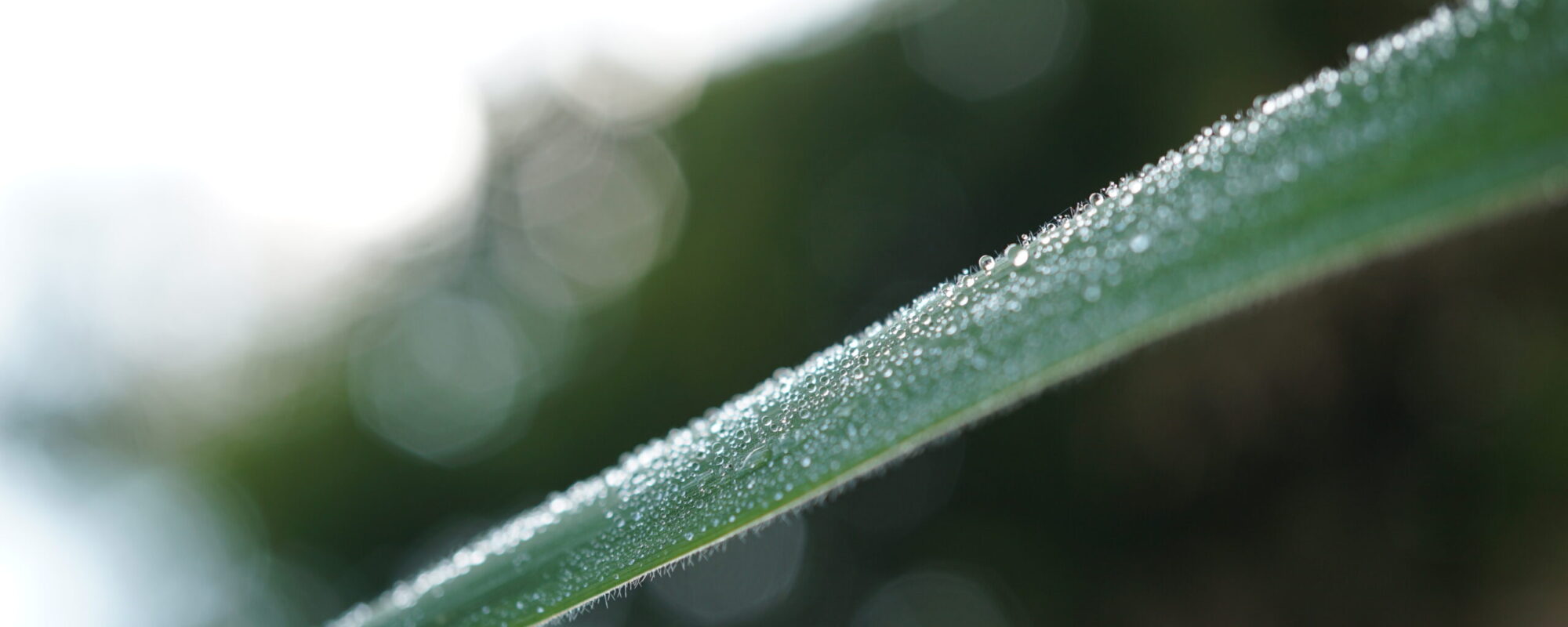 Makro von Wassertropfen auf Grashalm