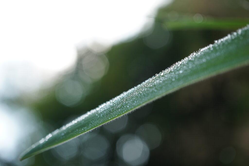 Makro-Aufnahme von Wassertropfen auf einem Grashalm