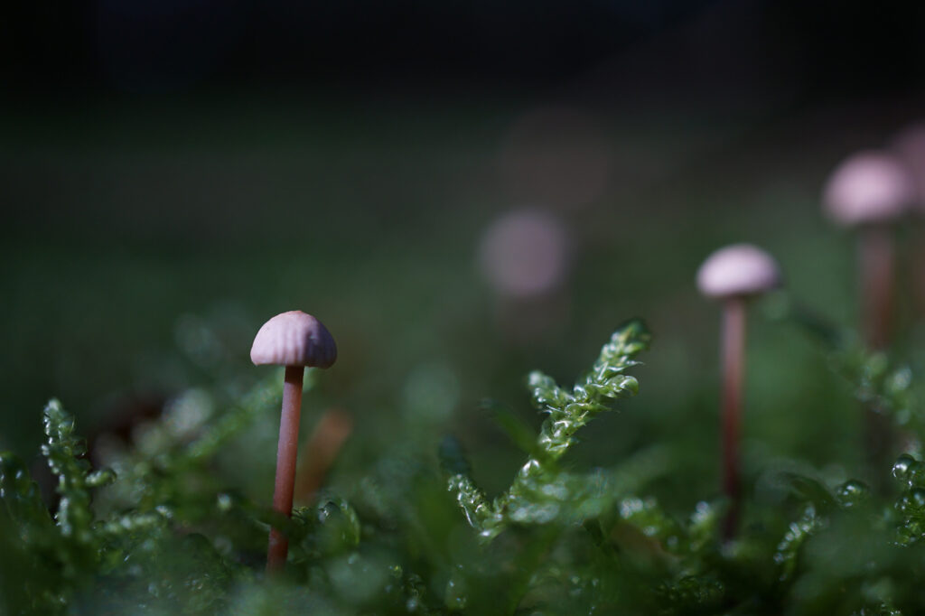 Nahaufnahme eines Pilzes im Moos