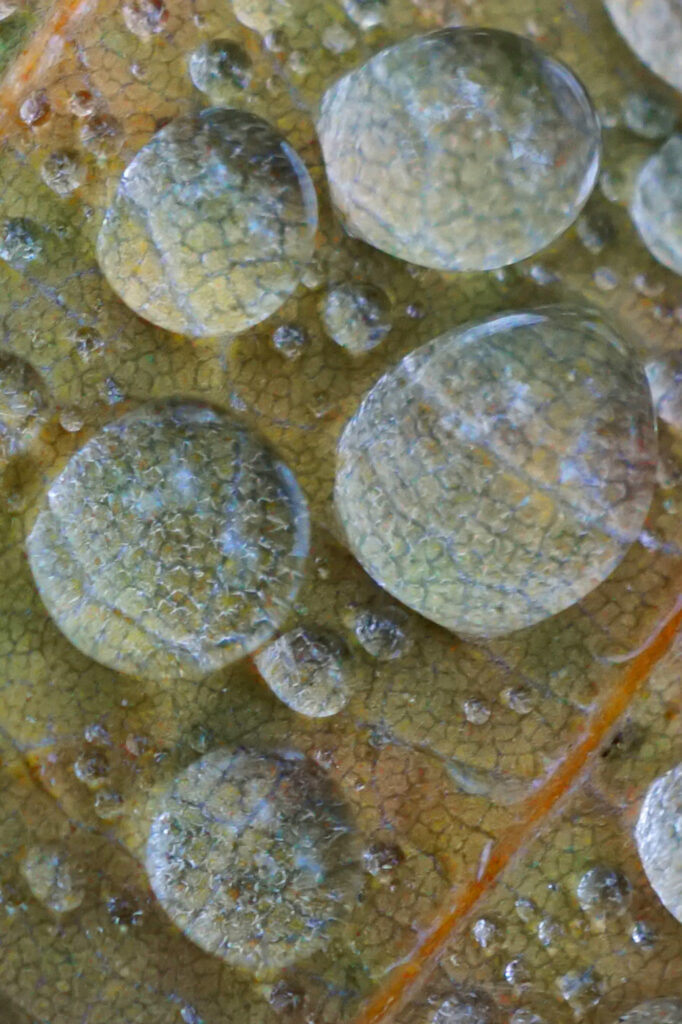 Nah-Ansicht von Wassertropfen auf einem Blatt im Herbst