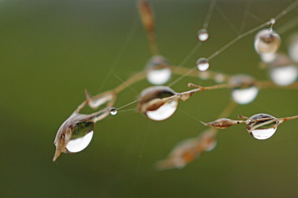 Wassertropfen an Gras-Samen