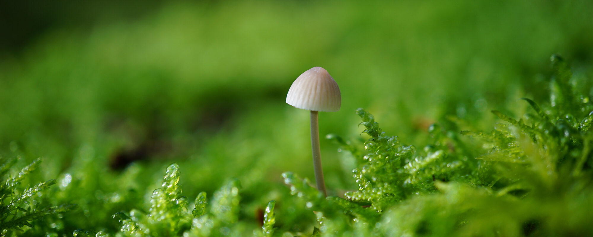 Nah-Aufnahme von Pilz auf Moos