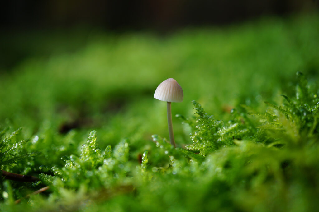 Detailaufnahme von einem Pilz im Moos mit dunklem Hintergrund