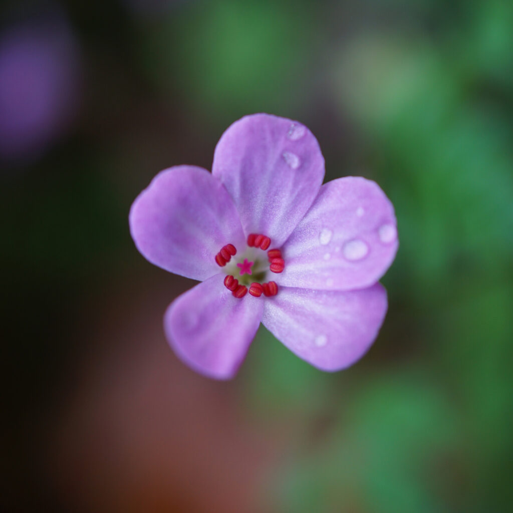 Nahaufnahme einer Blume im Herbst