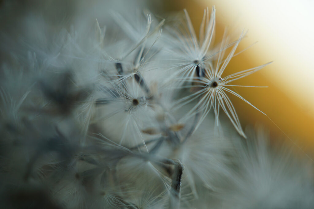 Schirmchen-Samen in Nahaufnahme vor Sonnenuntergang
