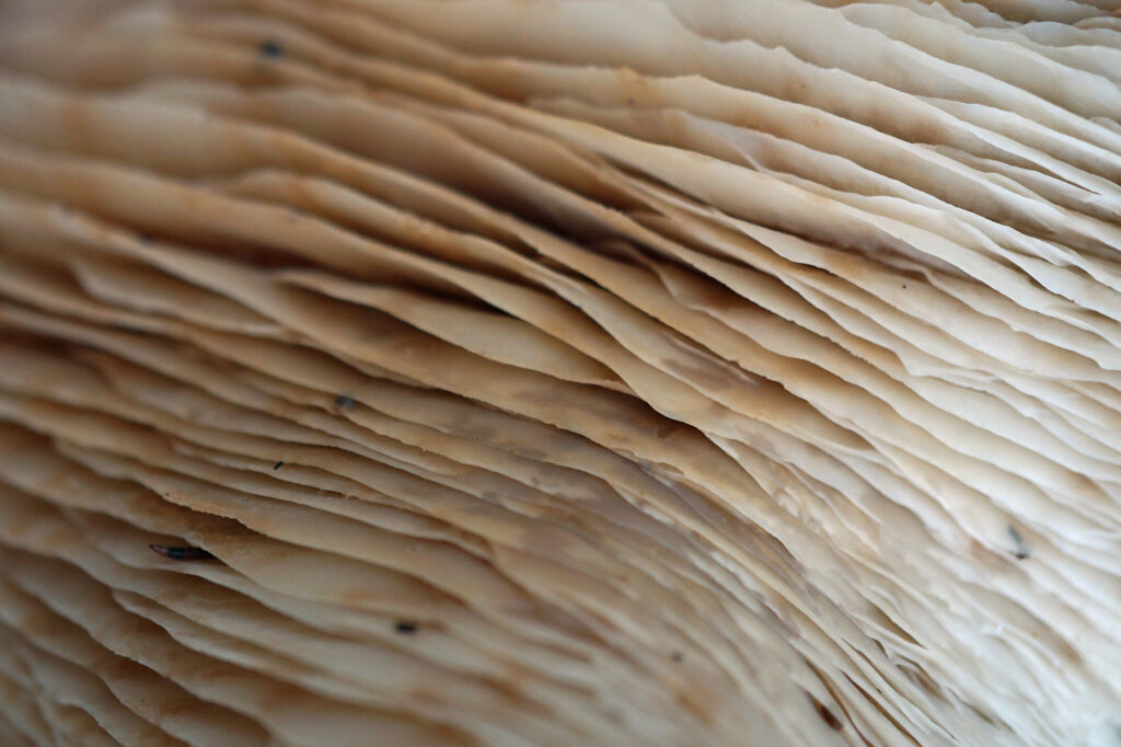 Detail-Fotografie von Pilz-Lamellen