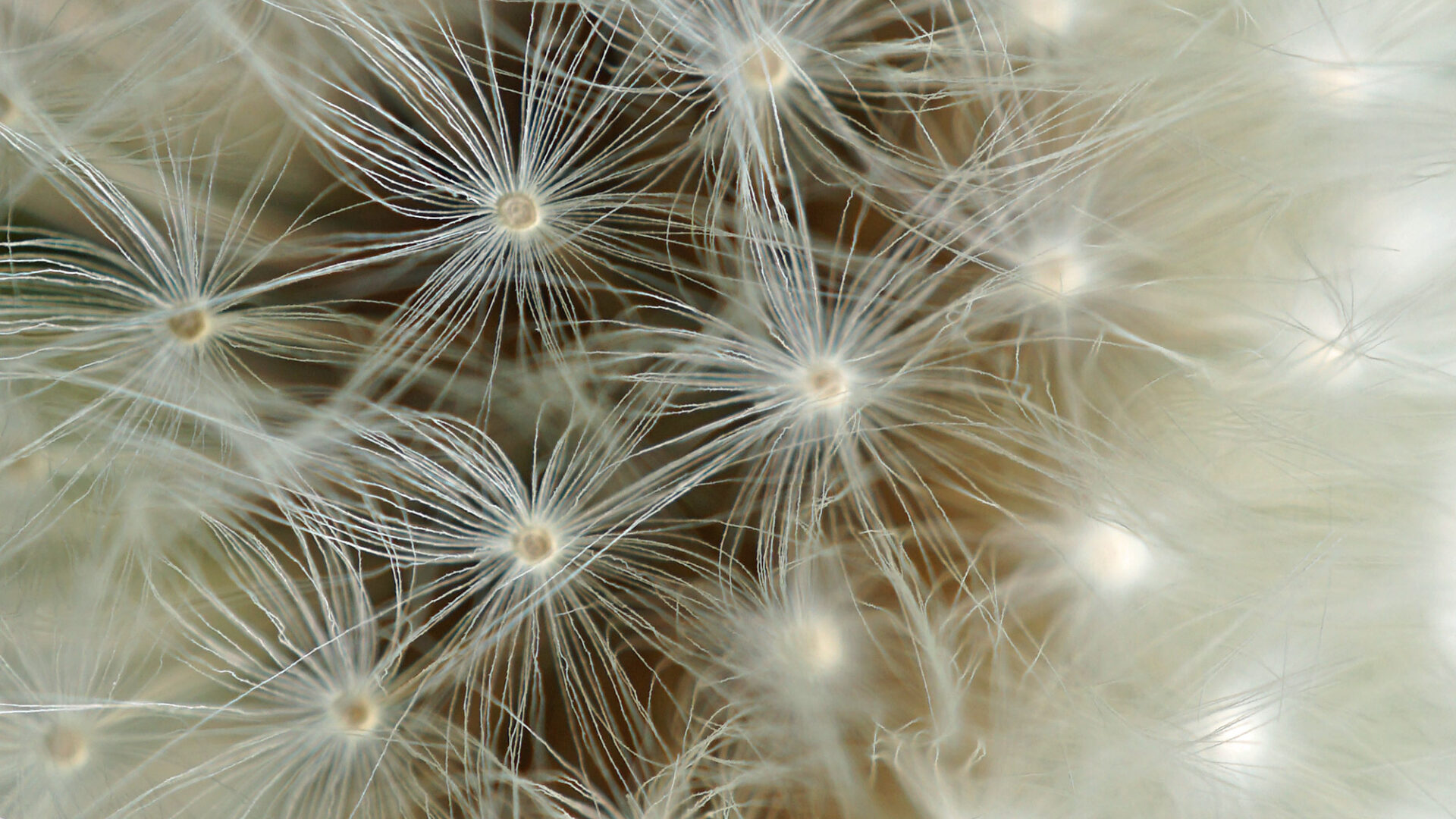 Makro einer Pusteblume mit feinen Details der Schirmchen