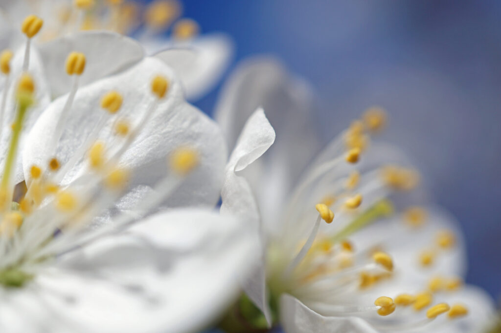 Makro-Foto von Kirschblüten