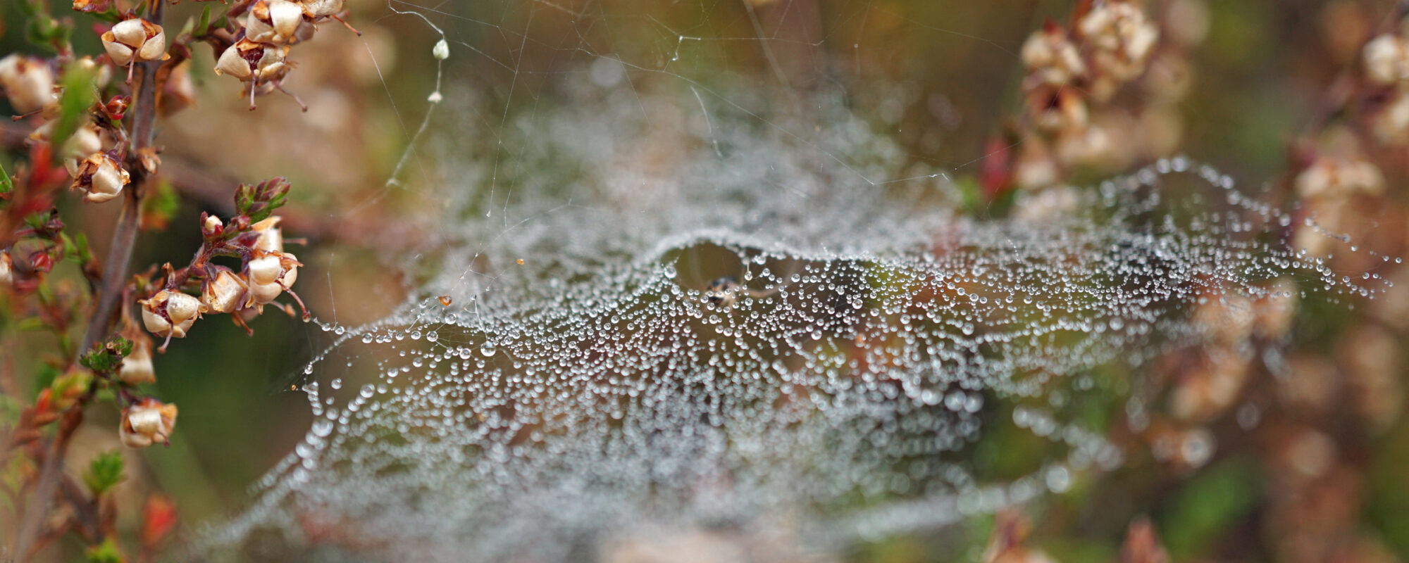 Spinnennetz mit Tautropfen zwischen Heidepflanzen