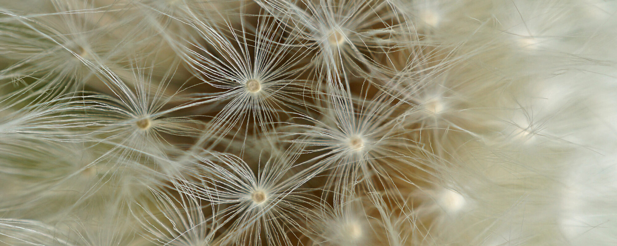 Detailaufnahme einer Pusteblume