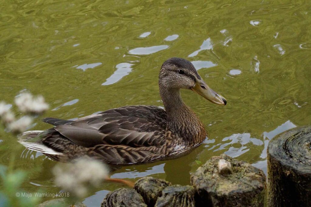 Mecklenburg-Vorpommern, Ente