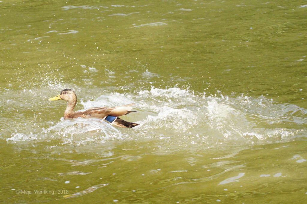 Mecklenburg-Vorpommern, Ente