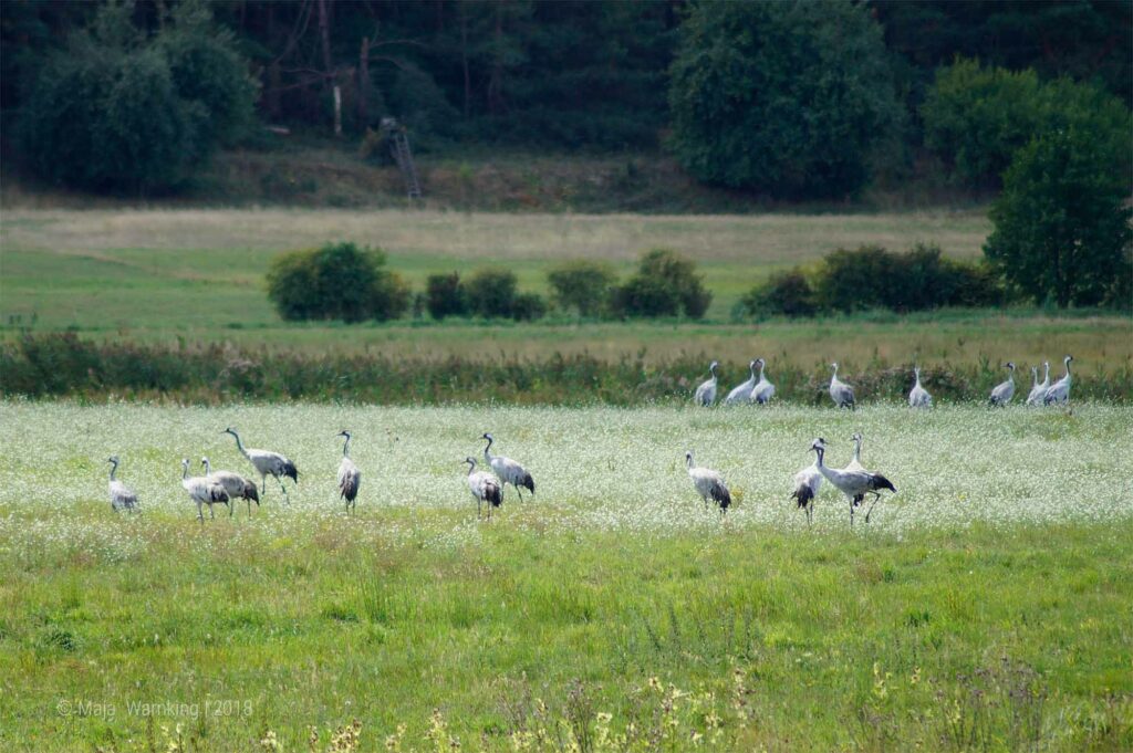 Mecklenburg-Vorpommern, Kraniche