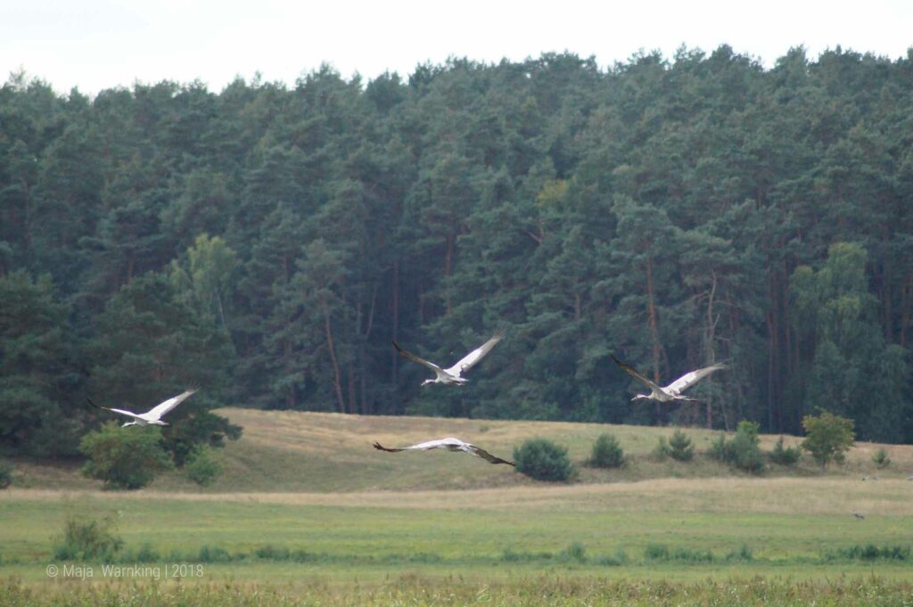 Mecklenburg-Vorpommern, Kraniche