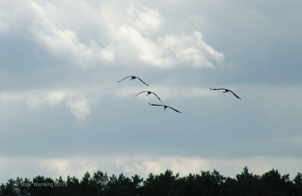 Mecklenburg-Vorpommern, Kraniche