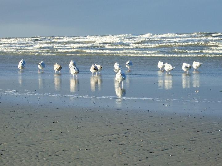 Norderney 2013, Möwen