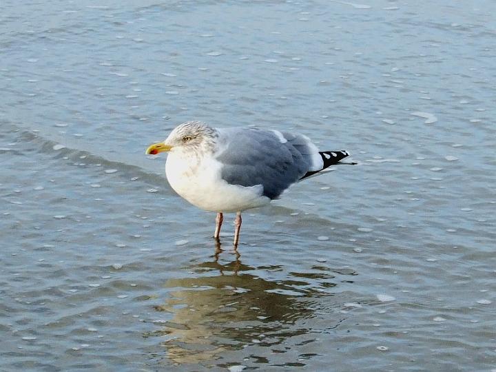 Norderney 2013, Möwe