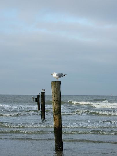 Norderney 2013, Möwen