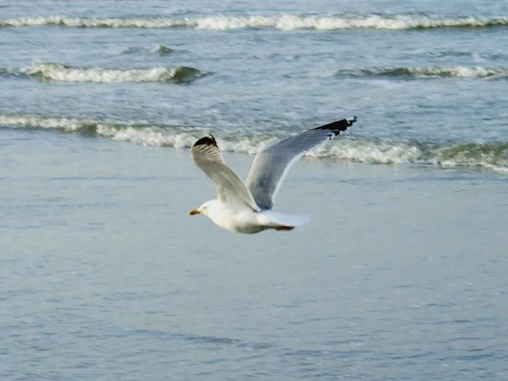 Norderney 2013, fliegende Möwe